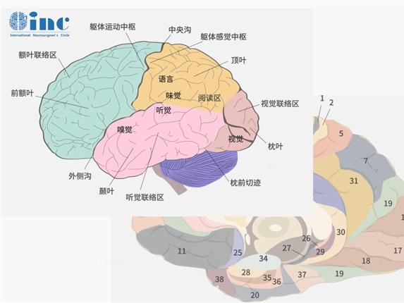 科普：烟雾病患者吃恩必普，真的有帮助吗？