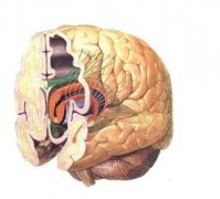 【胶质瘤人群】哪类人容易得胶质瘤？
