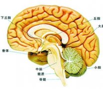 胶质瘤治疗方式有哪些？