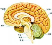 恶性胶质瘤的分类标准